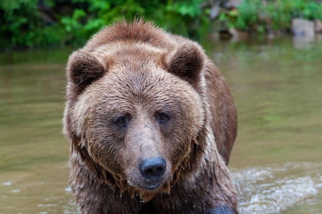 Urso selvagem Ursus Arctos na floresta de verão