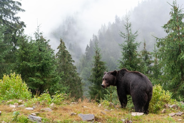 Urso selvagem Ursus Arctos na floresta de verão