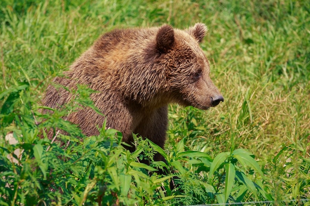 Foto urso sentado no campo