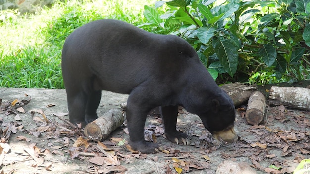 Foto urso-sol malaio bali indonésia