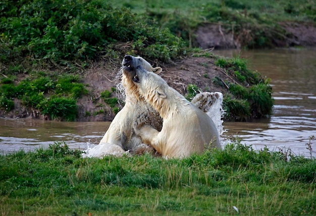 Ursos polares lutando em um lago em um parque de vida selvagem