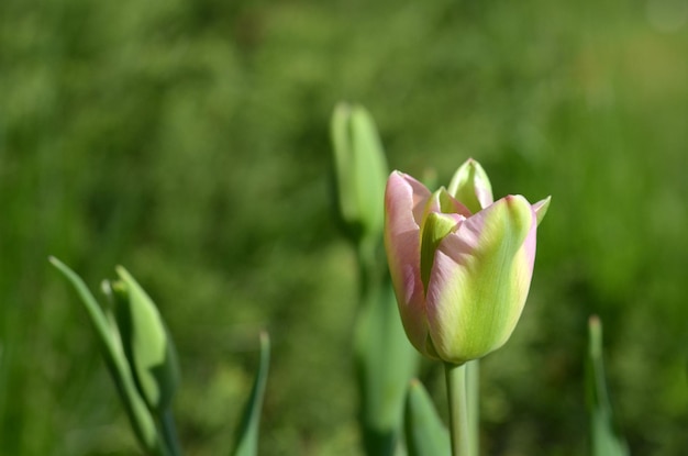 Ursprüngliche schöne zarte rosagrüne Tulpe im Garten