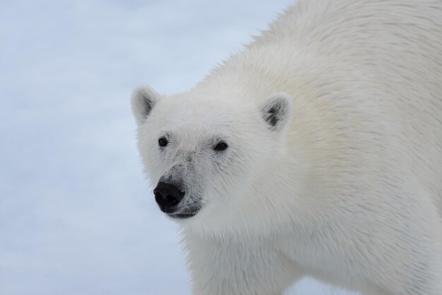 Ursus Maritimus Kopf des Eisbären aus nächster Nähe