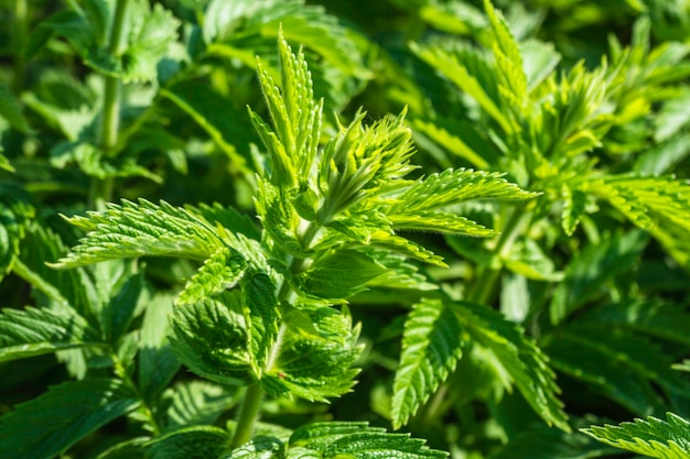 Urtica Dioica, oft auch als Brennnessel oder Brennnessel bezeichnet