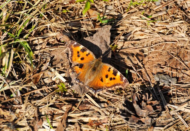 Foto urticaria de mariposas aglais urticae sobre pasto seco abril