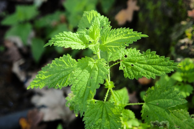 Urtiga de natureza de planta de ramo