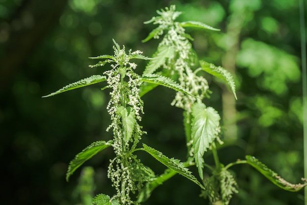 Urtiga flores e botões close-up. Verão floração de plantas medicinais. Arbusto de urtiga enorme. Coleção de ervas medicinais