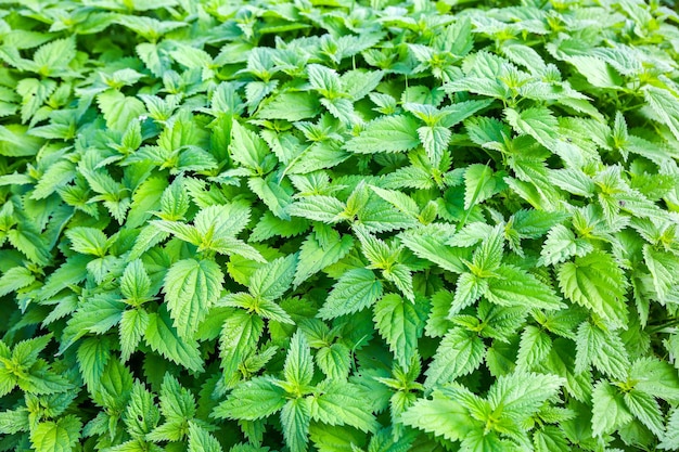 Urtiga na natureza. urtica verde deixa o fundo.