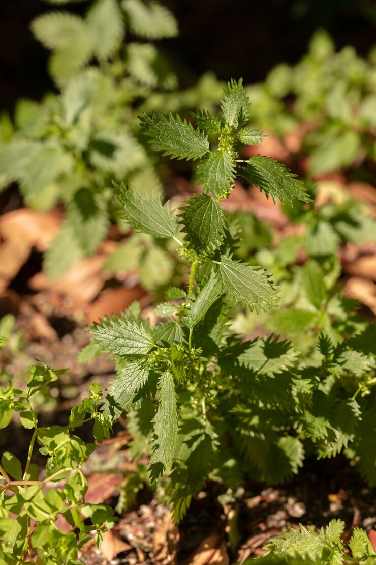 Foto urtiga (urtica dioica) tiro ao ar livre