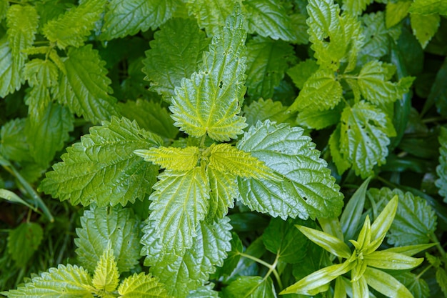 Urtiga verde no jardim, textura verde