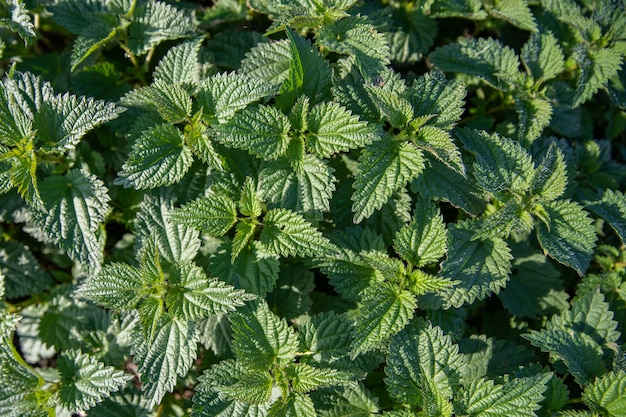 Urtiga verde no Prado no verão