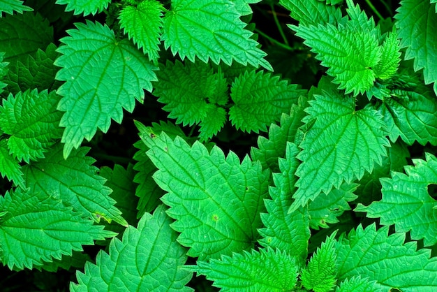 Urtiga verde ou Urtica dioica verde deixa vista superior