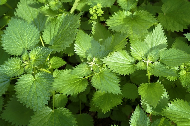 Urtiga verde Urtica Dioica