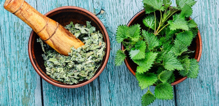Foto urtigas, urtica erva médica