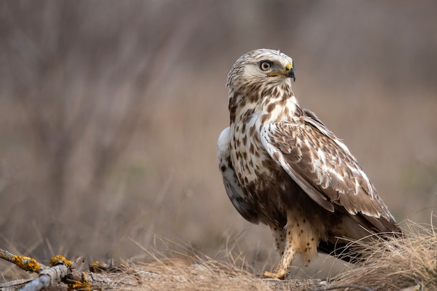 Urubu, buteo lagopus, fica no chão