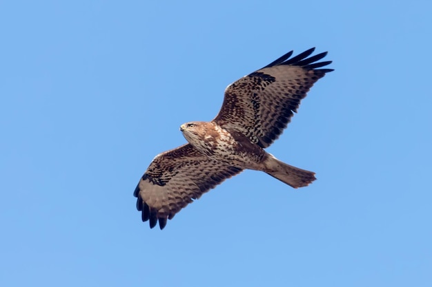 Urubu-comum (buteo buteo) em voo, vista traseira