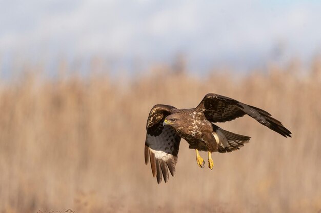 Urubu-comum (Buteo buteo) Toledo, Espanha