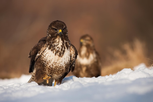 Foto urubu comum se aproximando na neve na natureza de inverno