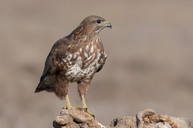 Urubu comum voando Buteo buteo Toledo Espanha