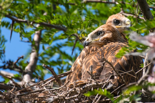 Urubu de duas patas compridas (buteo rufinus) aninhado no ninho.