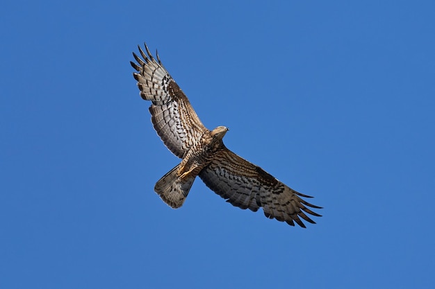 Urubu-do-mel europeu Pernis apivorus