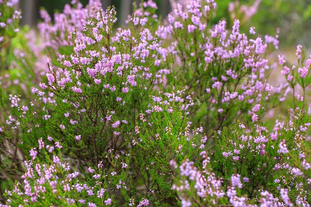 urze floresce na floresta de outono