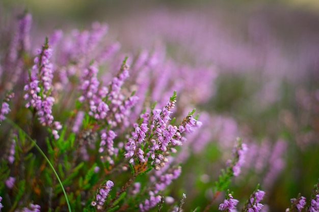 Urze florescendo na floresta DOF