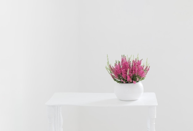 Urze rosa e branca em vaso de flores sobre fundo branco