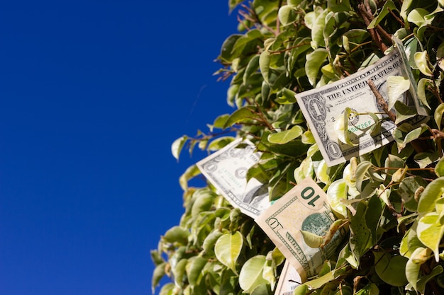 US-Dollar-Scheine auf grünen Blättern Busch über blauem Himmelshintergrund Geld wächst auf Bäumen Konzept