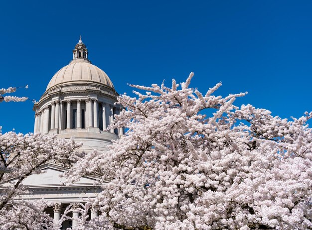 US-Hauptstadt mit Sommer-Kirschblüte-Blüte Washington State Capitol Legislative Building