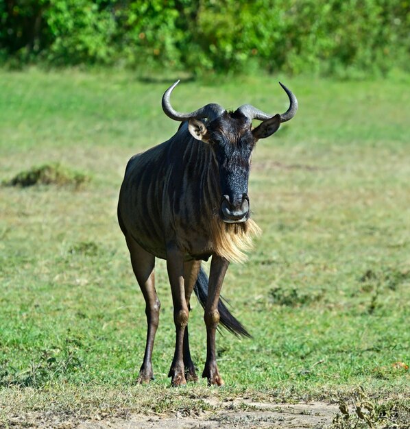 Ñus en el Parque Nacional de Masai Mara. Kenia