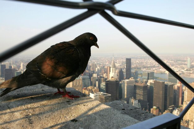 USA Vereinigte Staaten von Amerika New York City Taube auf der Aussichtsplattform des Empire State