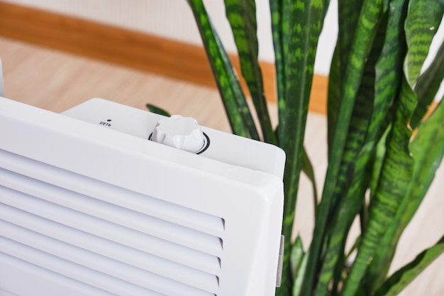 Usando aquecedor em casa no inverno. Flor e aquecedor sansevieria de conceito de estação de aquecimento