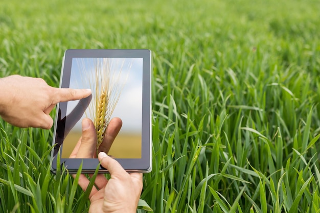 Foto usando o tablet no campo de trigo. agricultura moderna. conceito de futuros de trigo.