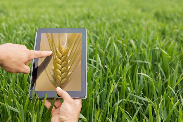 Usando tableta en campo de trigo. Agricultura Moderna. Concepto de futuros de trigo.