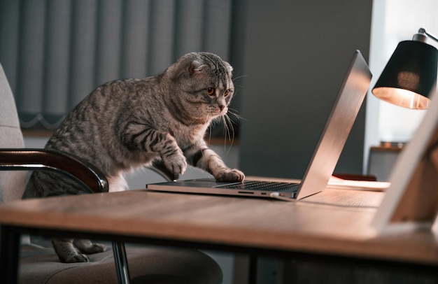 Usando el touchpad El lindo gato escocés está sentado junto a la mesa con la computadora portátil en el interior