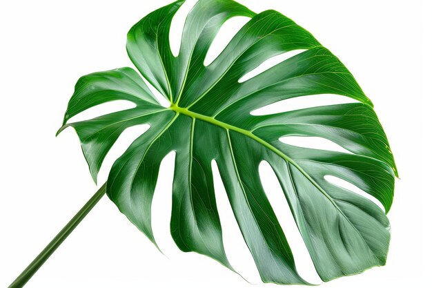 Foto usando um caminho de corte, esta imagem mostra uma folha de monstera deliciosa ou planta de queijo suíço isolada em um fundo branco