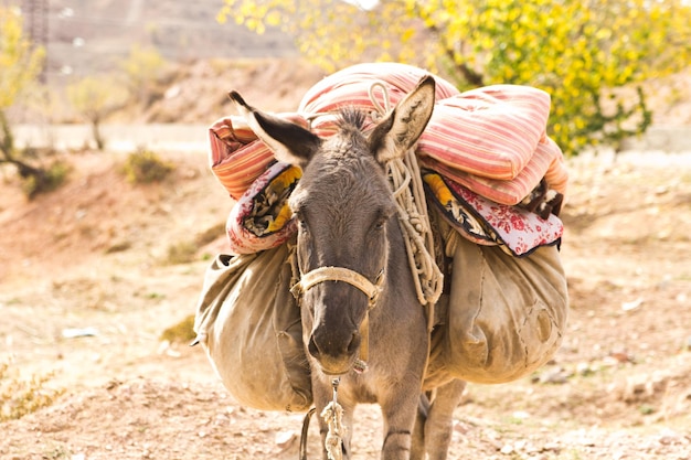 Usbekischer Esel, beladen mit Taschen und Campingmaterial. Esel Gesicht aus nächster Nähe, Usbekistan