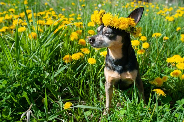 Ð¡ute feliz cachorro, perro en una corona de flores dientes de león amarillos sobre un fondo natural, un retrato de un perro. Concepto de primavera verano