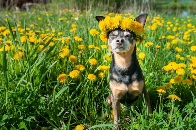 Ð¡ute feliz cachorro, perro en una corona de flores dientes de león amarillos sobre un fondo natural, un retrato de un perro. Concepto de primavera verano