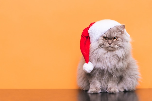 Ð¡ute gato fofo com um chapéu de Natal