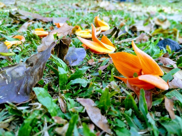 Utea Monosperma oder Palash Tropische Blume