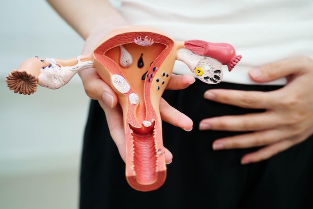 Útero mulher asiática segurando modelo de anatomia humana