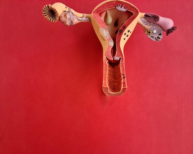 Uterus-Anatomie-Modell vor roter Hintergrundnahaufnahme