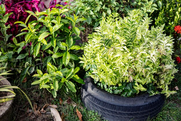 Foto utilice los neumáticos como macetas para las plantas en el jardín