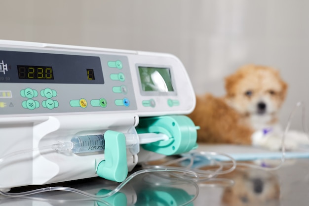 Se utiliza una bomba de infusión para inyectar lentamente la medicina a un cachorro Maltipoo enfermo en una clínica veterinaria