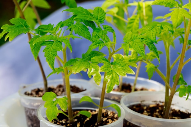 Se utiliza una maceta de plástico para cultivar plántulas de tomate.