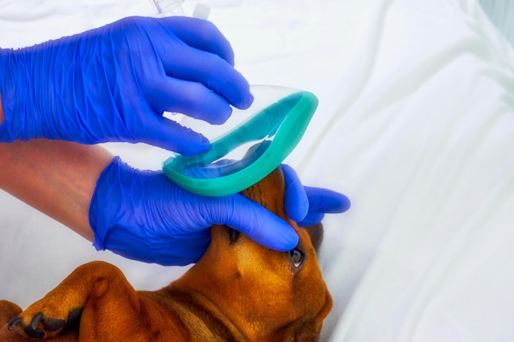 Foto utilização de máscaras anestésicas na medicina veterinária cão e máscara anestésica de perto