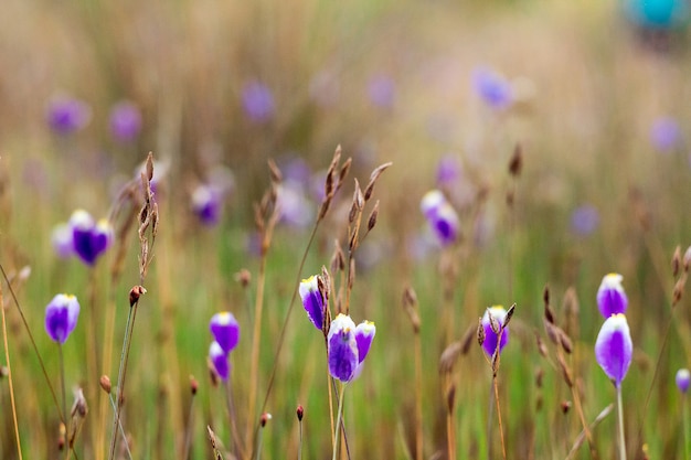 Utricularia delphinioides Ist eine insektenfressende Pflanze der Familie Wong Suoi Wanna. Krautige Pflanze Die Blüten sind dunkelviolett.