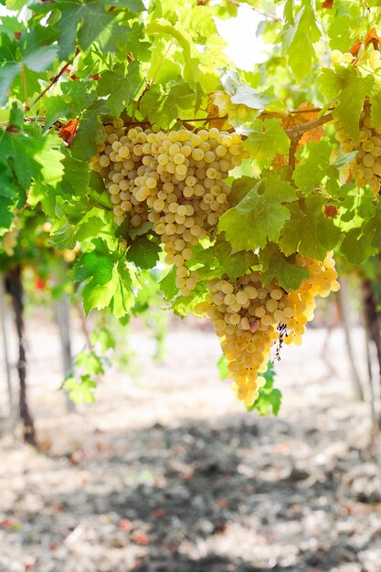 Uva branca em uma safra de vinho